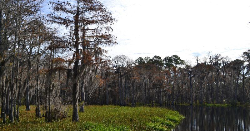 Otter Lake and cypress trees at Otter Lake Recreational Area