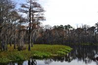 Otter Lake and the cypress trees at Otter Lake Recreational Area